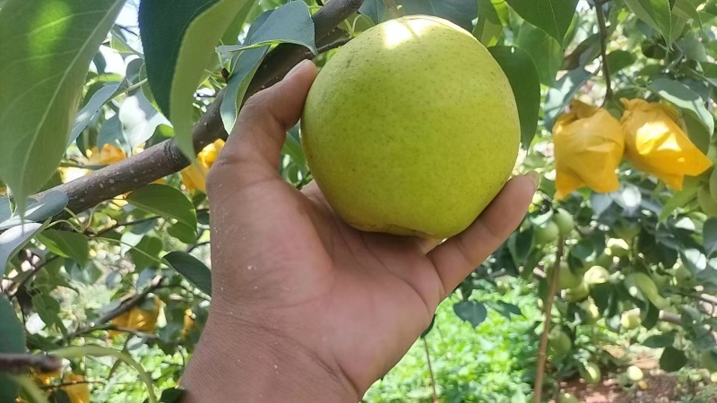 雪花梨，泸西高原梨大量上市，基地直发，价格优惠，欢迎选购