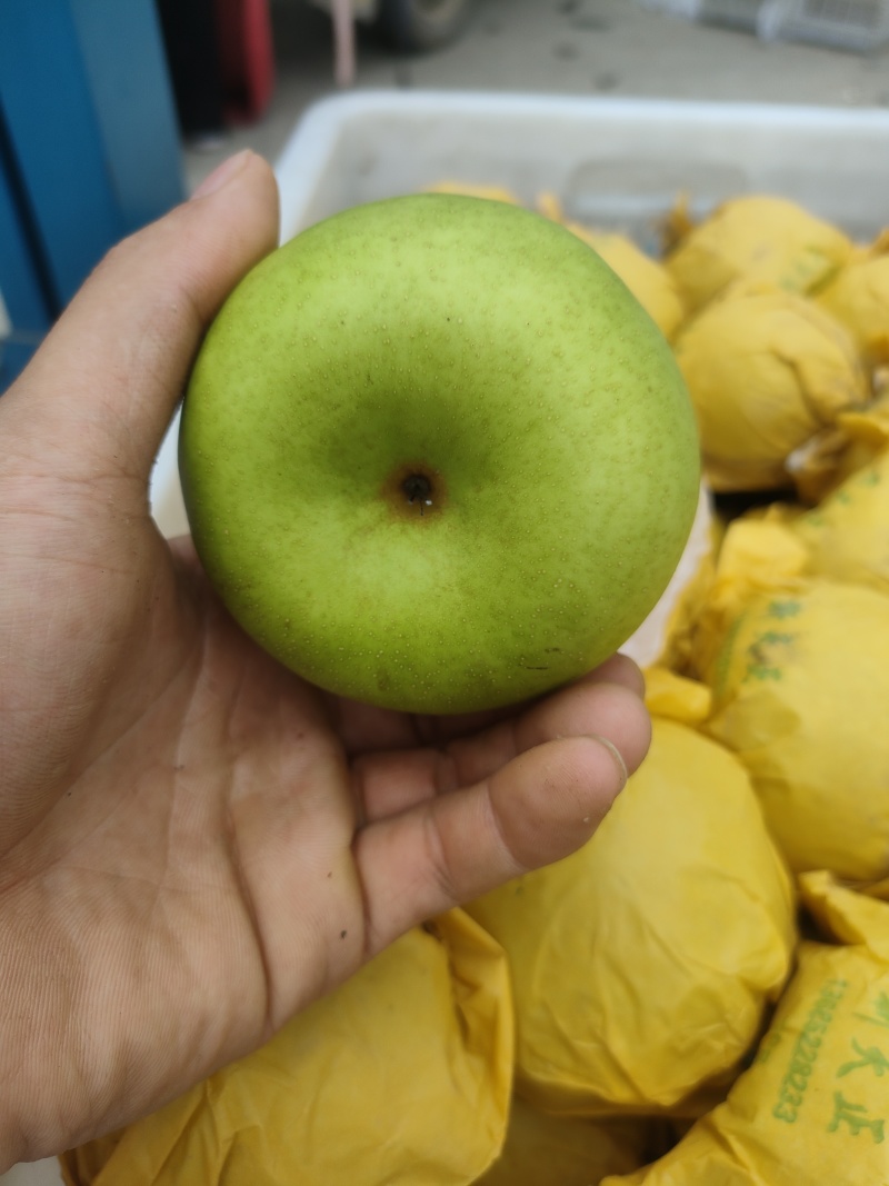 江苏省精品翠冠梨，翠冠梨光果套袋青皮翠冠梨万亩生态园