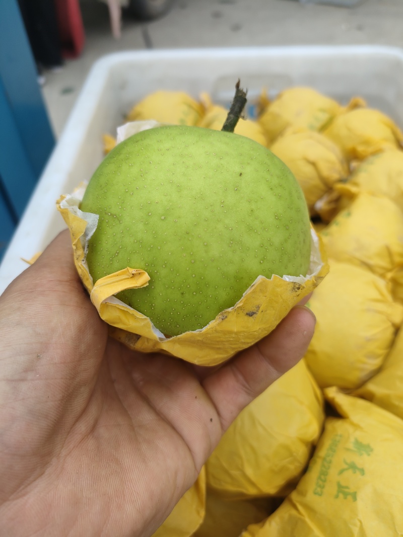 江苏省精品翠冠梨，翠冠梨光果套袋青皮翠冠梨万亩生态园