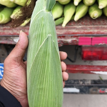 鲜食玉米