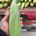 鲜食玉米
