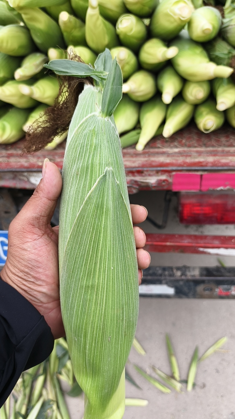 鲜食玉米