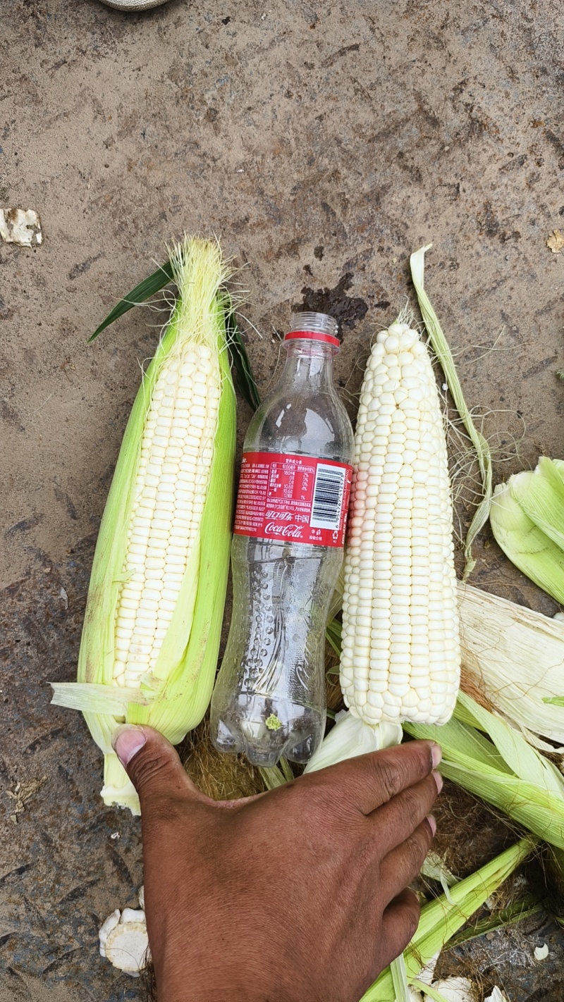 鲜食玉米