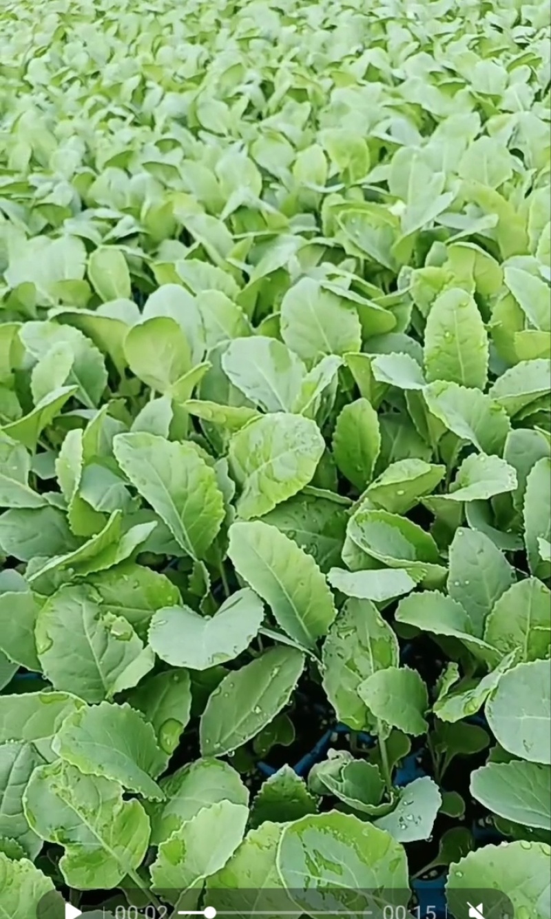 松花菜苗现在大量供应中，苗厂直供，价格便宜