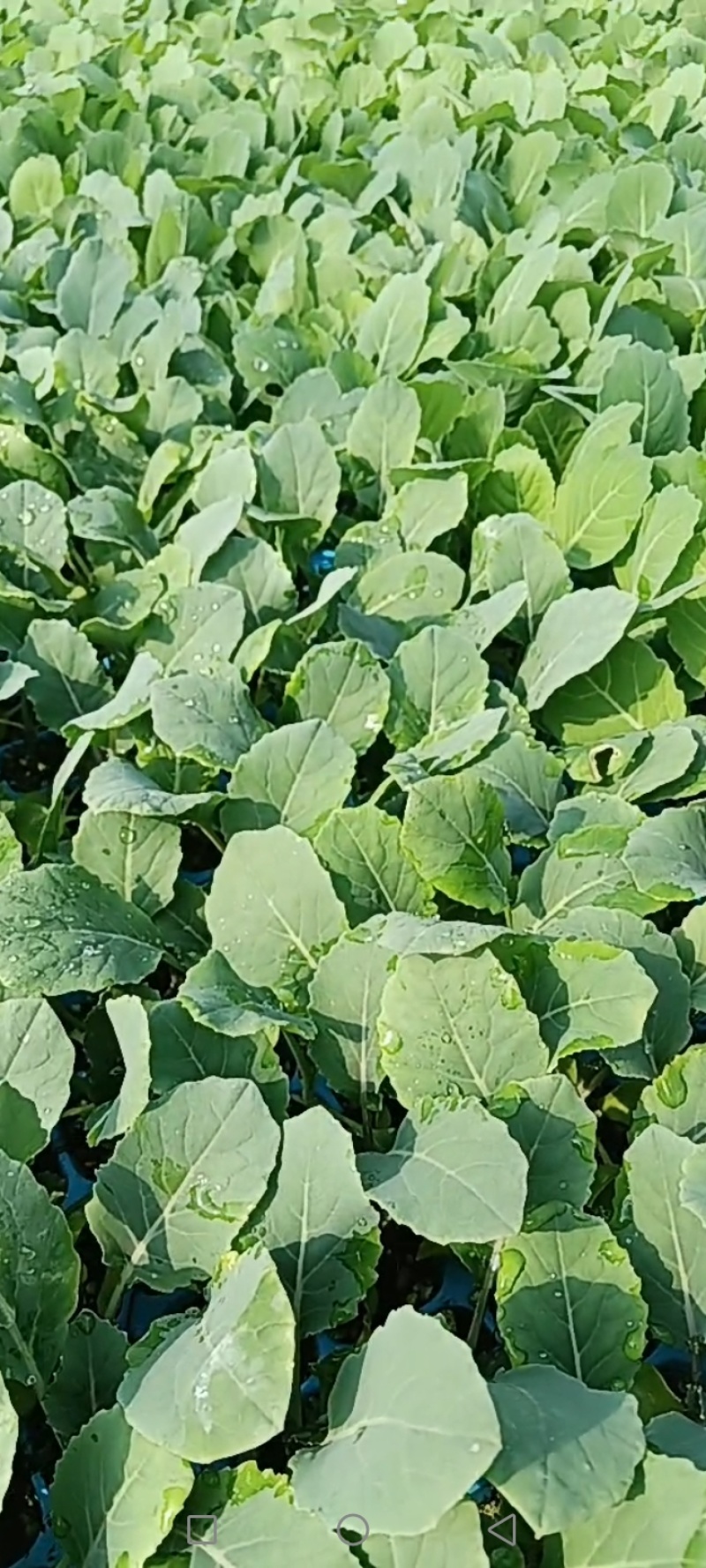 松花菜苗现在大量供应中，苗厂直供，价格便宜