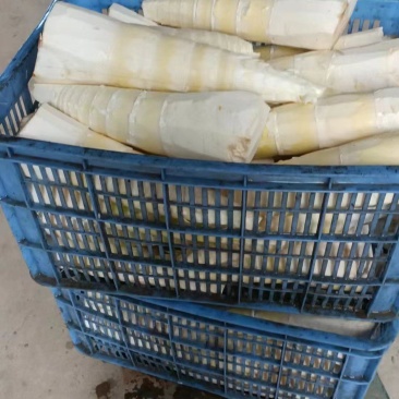 广西柳州麻竹笋大量上市！