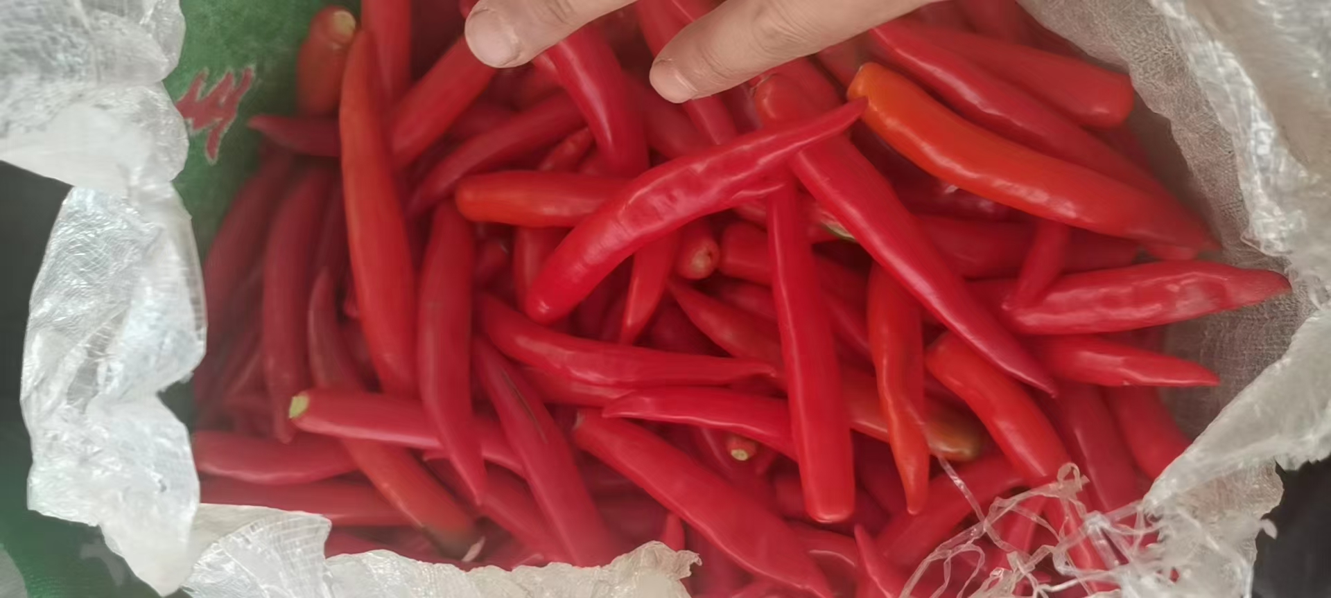 美人红椒营养成分表