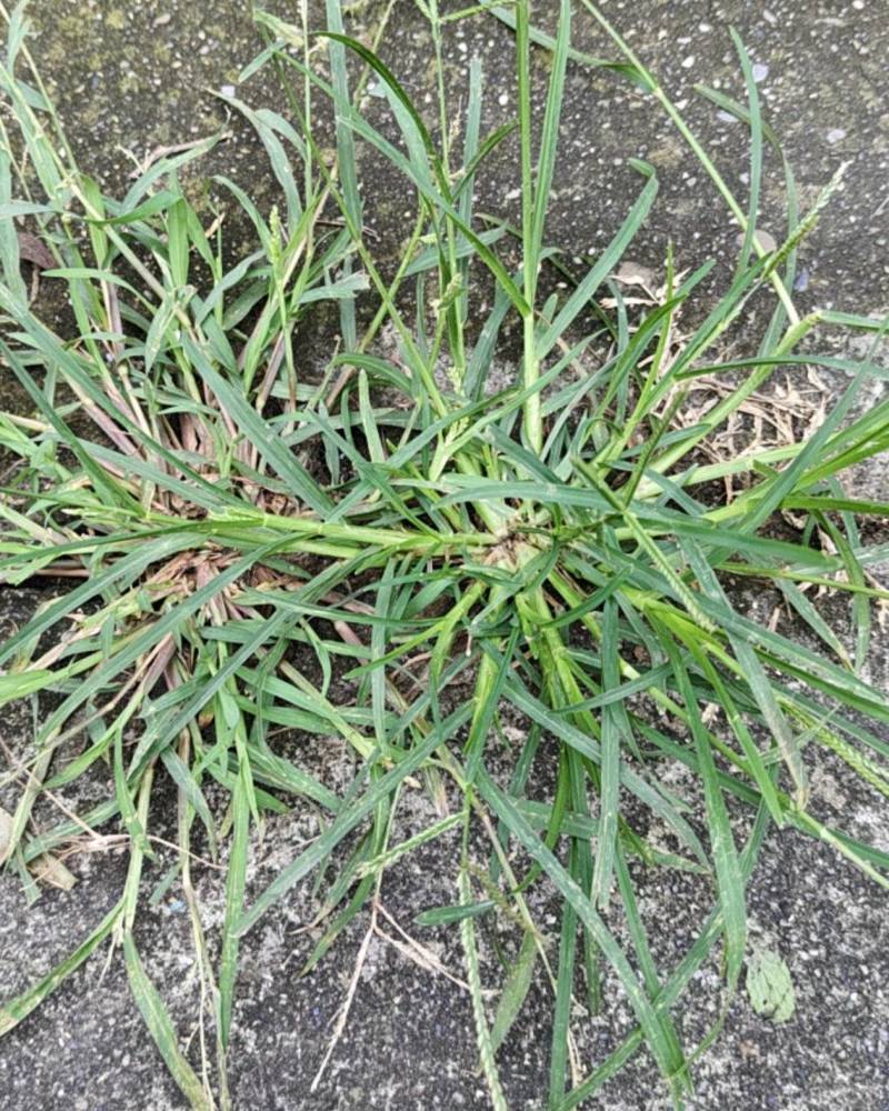 野生天然牛筋草量大丛优产扡直供