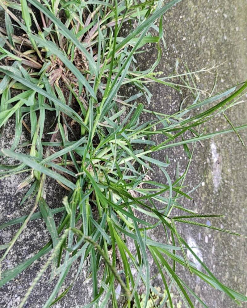 野生天然牛筋草量大丛优产扡直供