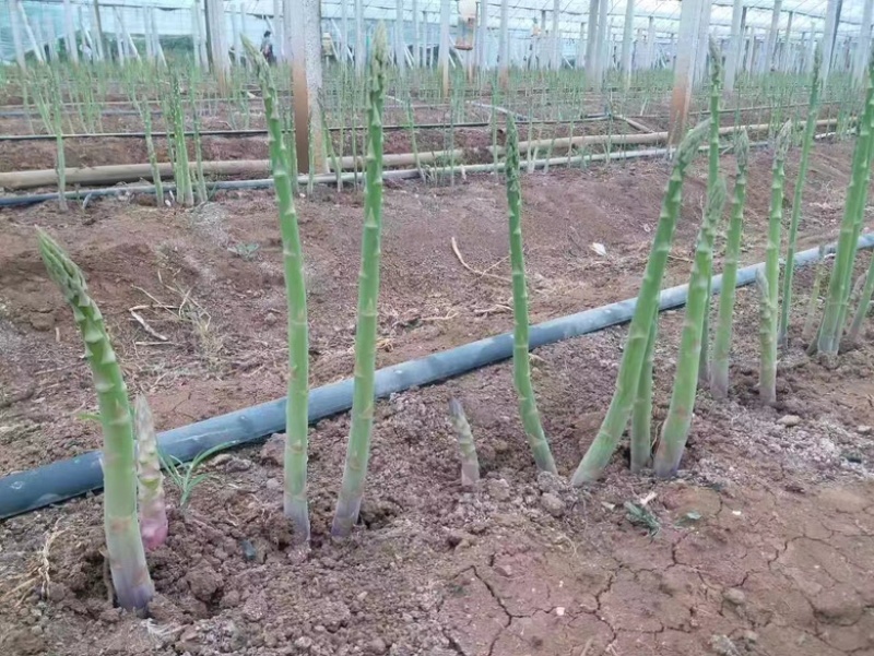 丰产粗壮杂交一代芦笋种品质保证种植无忧