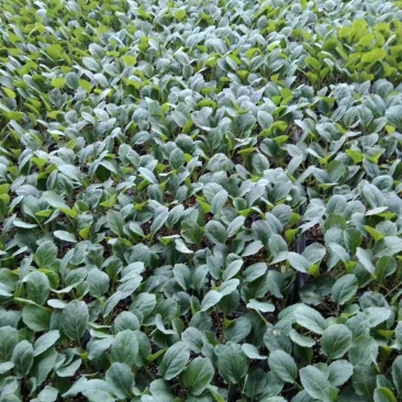 精品甘蓝苗菜花苗芹菜苗量大从优质量保证欢迎咨询诚信经营