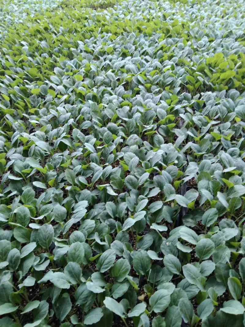 精品甘蓝苗菜花苗芹菜苗量大从优质量保证欢迎咨询诚信经营