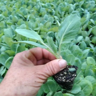 精品花菜苗量大从优质量保证诚信经营欢迎咨询