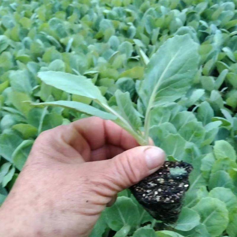 精品花菜苗量大从优质量保证诚信经营欢迎咨询