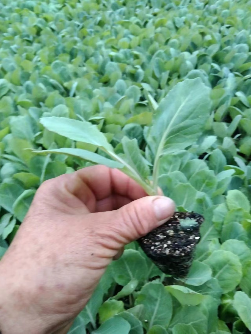 精品花菜苗量大从优质量保证诚信经营欢迎咨询