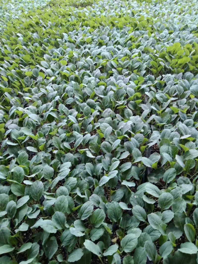 精品花菜苗量大从优质量保证诚信经营欢迎咨询