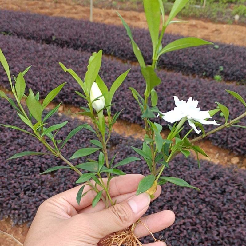 广西小叶栀子花扦插小苗大量有货成活率高欢迎咨询