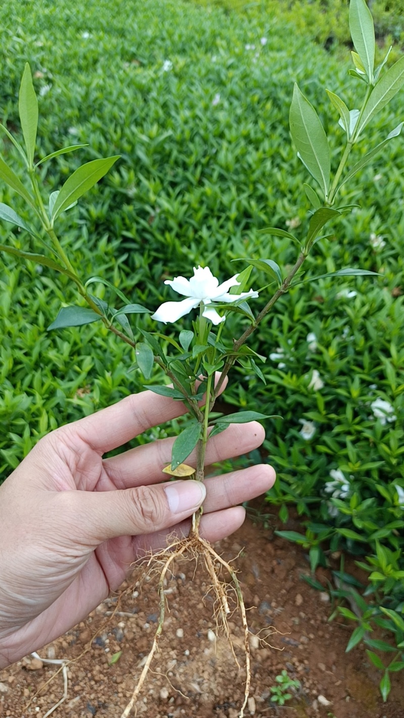 广西小叶栀子花扦插小苗大量有货成活率高欢迎咨询