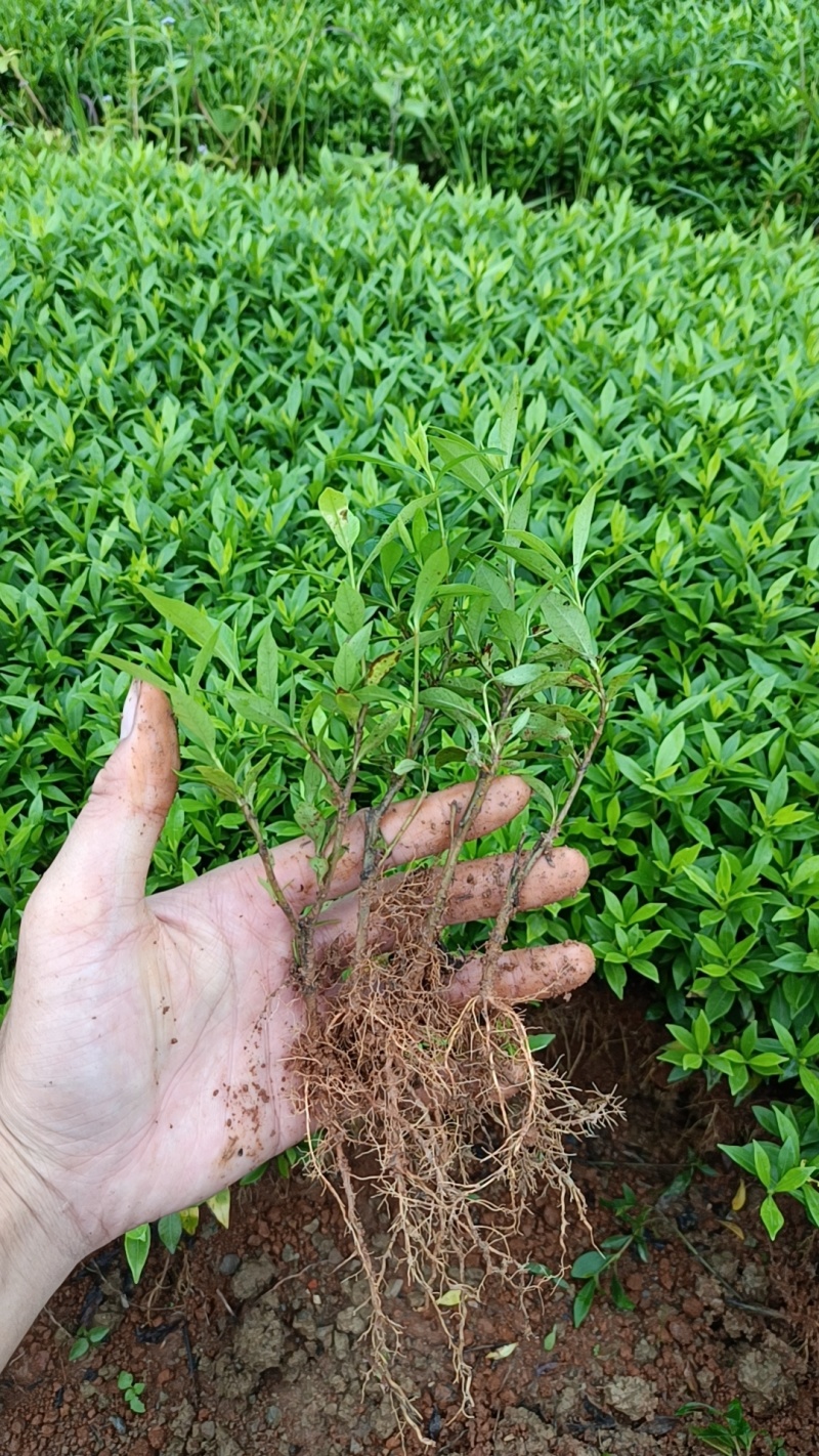 广西小叶栀子花扦插小苗大量有货成活率高欢迎咨询