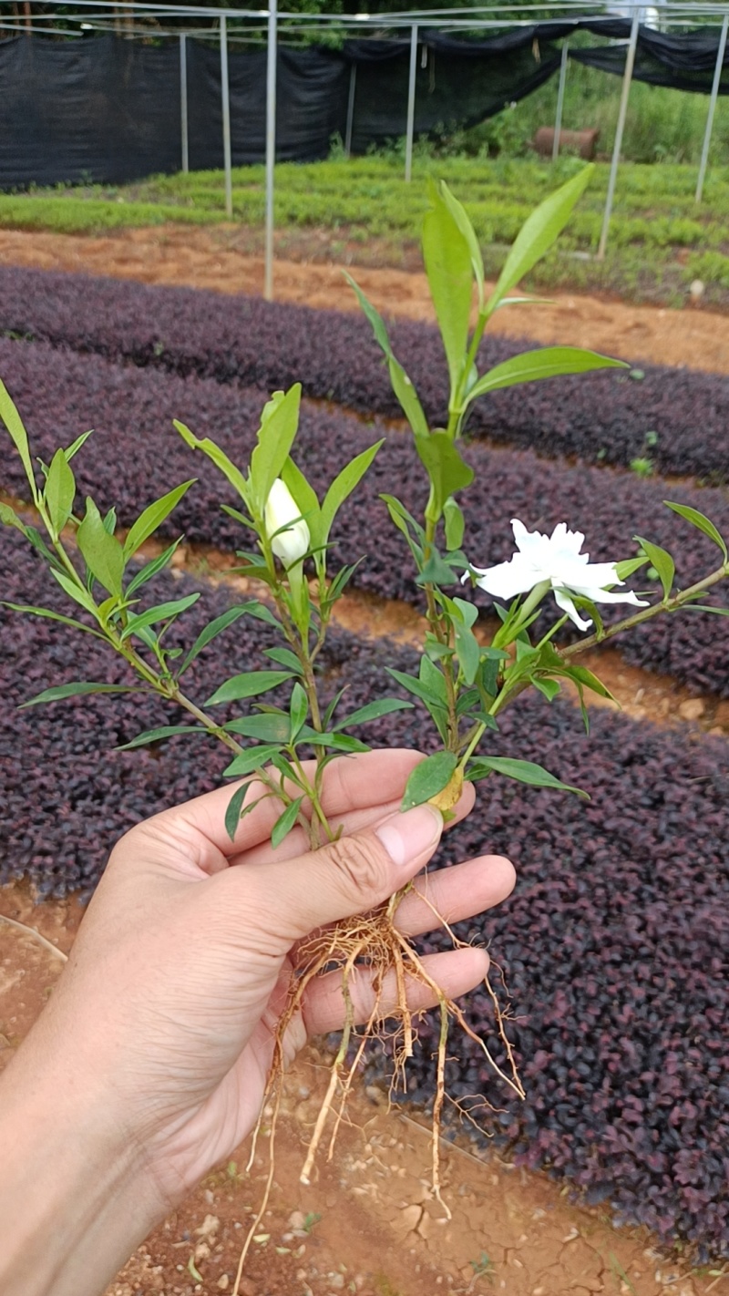 广西小叶栀子花扦插小苗大量有货成活率高欢迎咨询