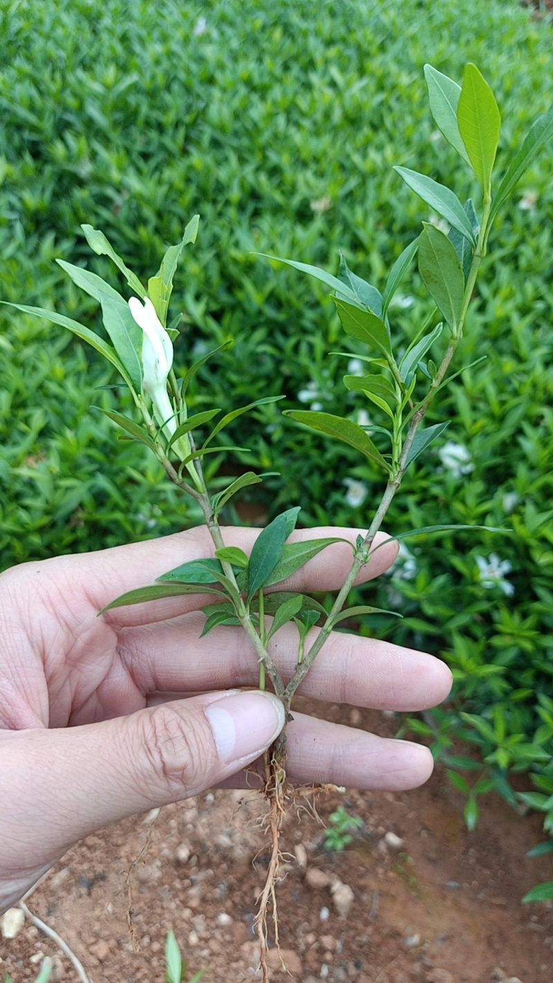 广西小叶栀子花扦插小苗大量有货成活率高欢迎咨询