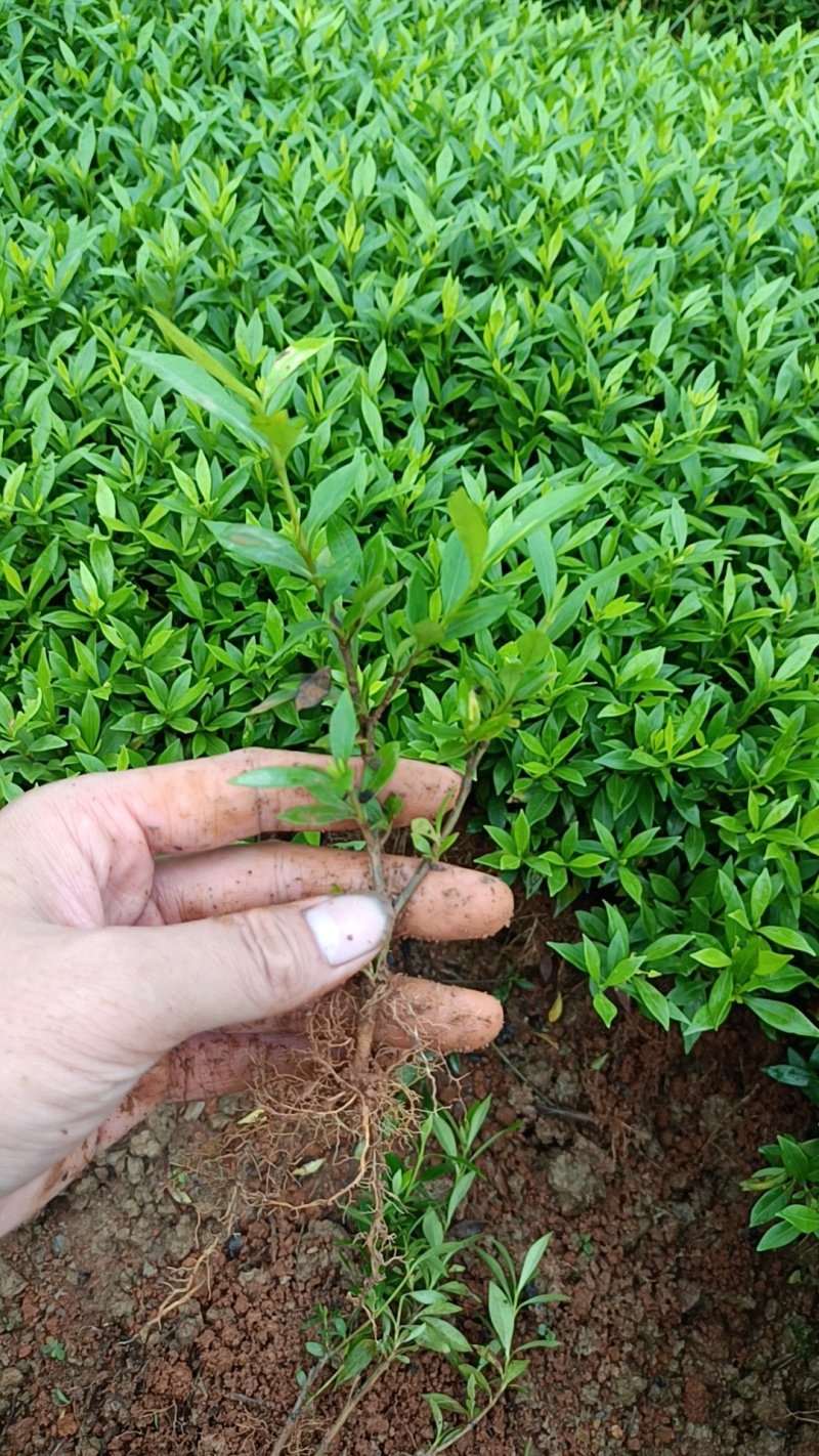 广西小叶栀子花扦插小苗大量有货成活率高欢迎咨询