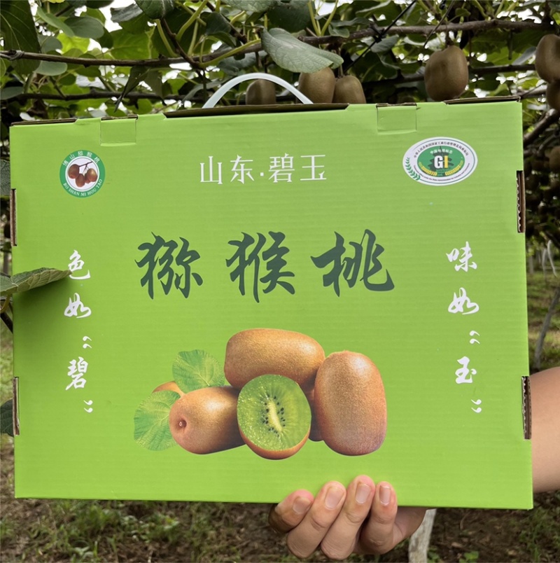碧玉猕猴桃八月份当地猕猴桃成熟啦