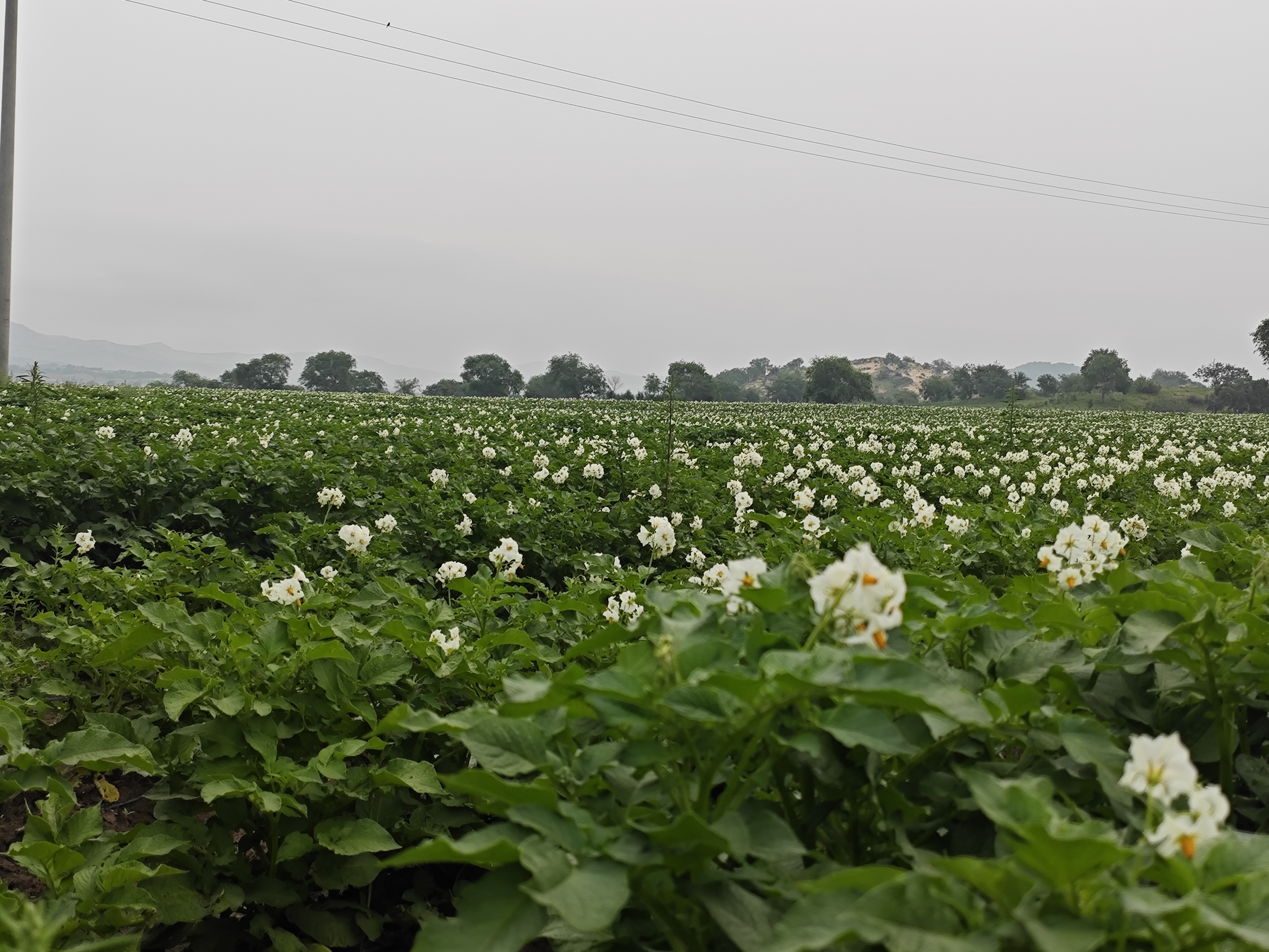 白扁豆花植物图,展示完整的白扁豆花形态,背景为自然农田环境 白扁豆花植物图
