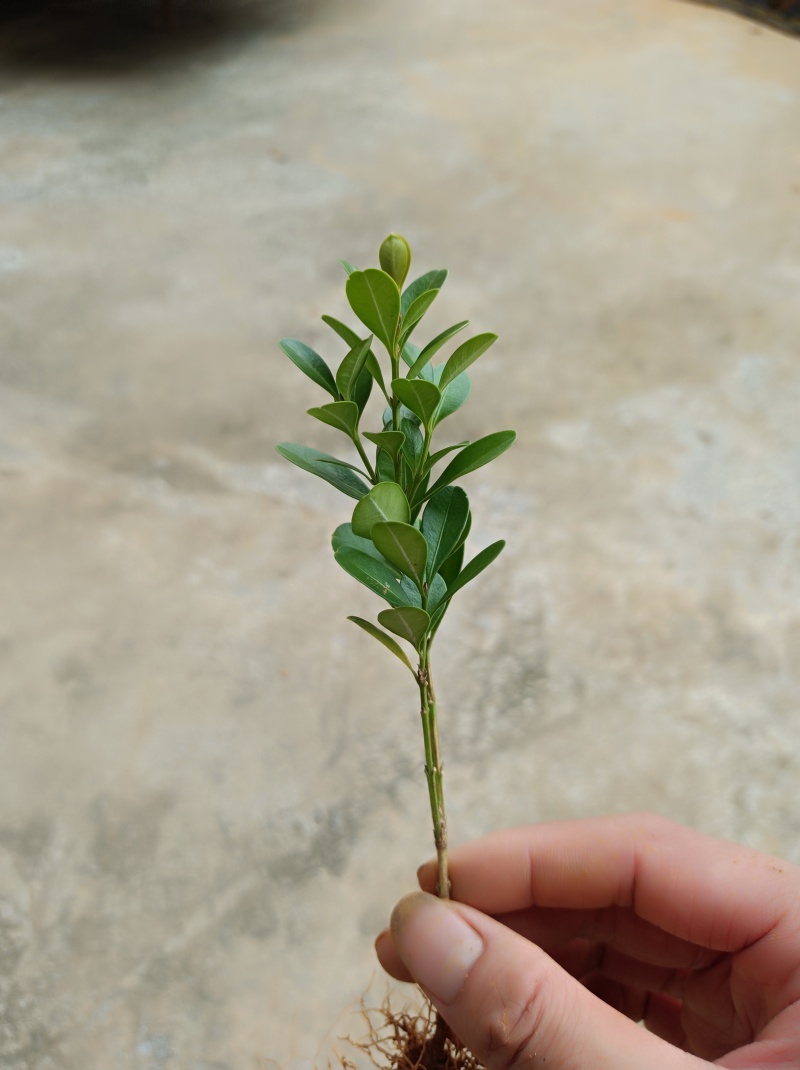 广西瓜子黄杨扦插小苗大量有货成活率高欢迎咨询。