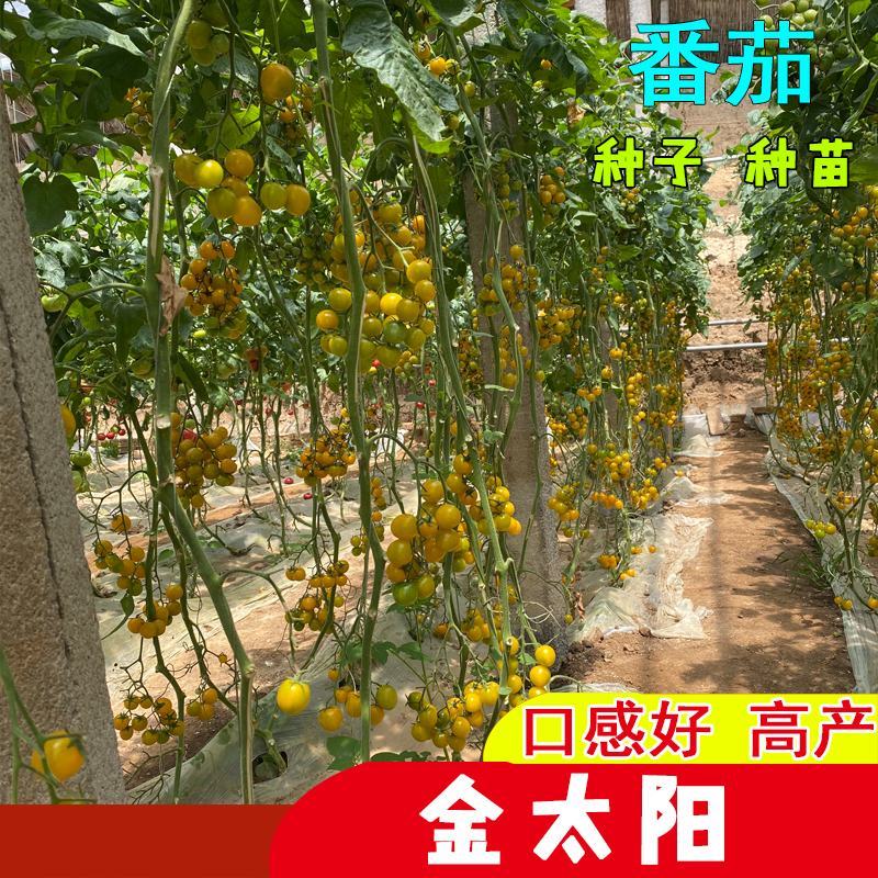 保护地露天暴甜金太阳水果小番茄苗山东潍坊寿光抗病毒优质苗