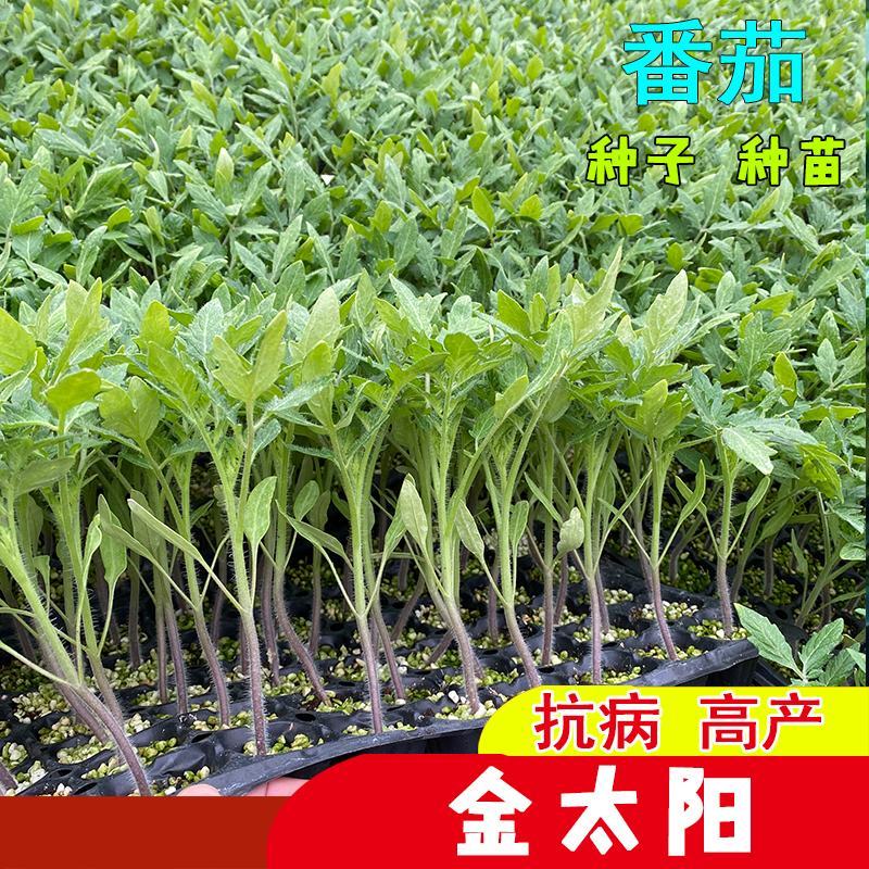 保护地露天暴甜金太阳水果小番茄苗山东潍坊寿光抗病毒优质苗