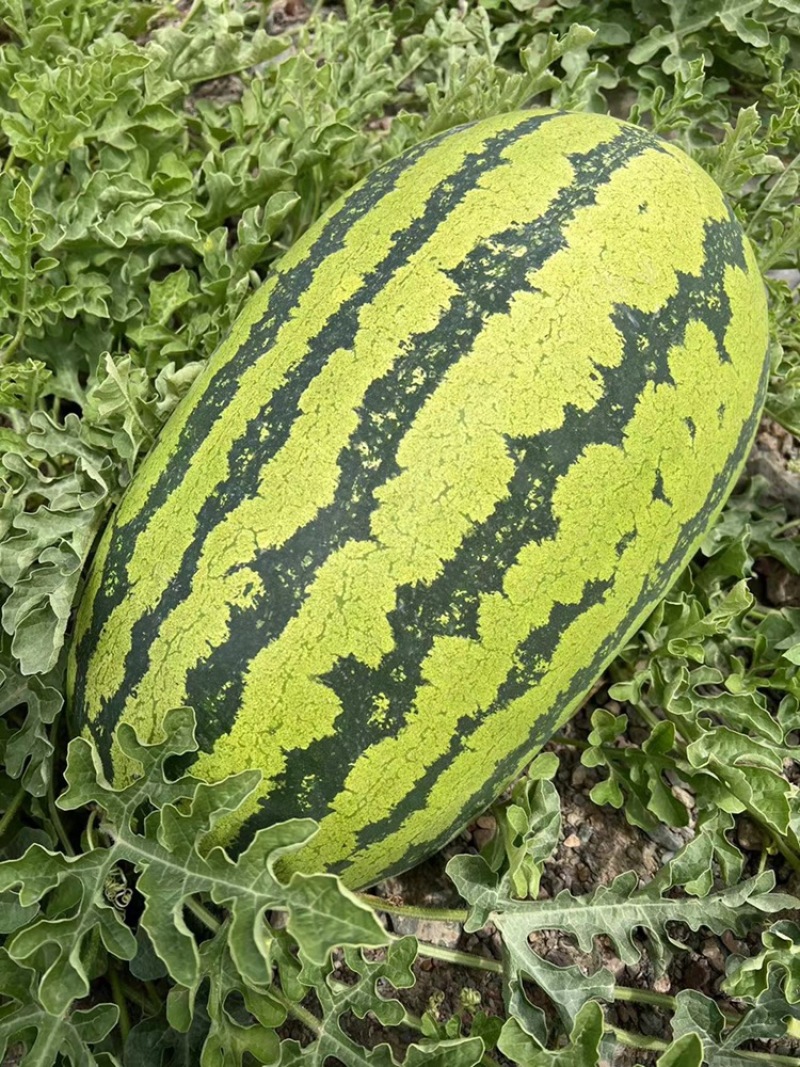 （强烈推荐）宁夏中卫石头瓜基地直发一手货源质量好