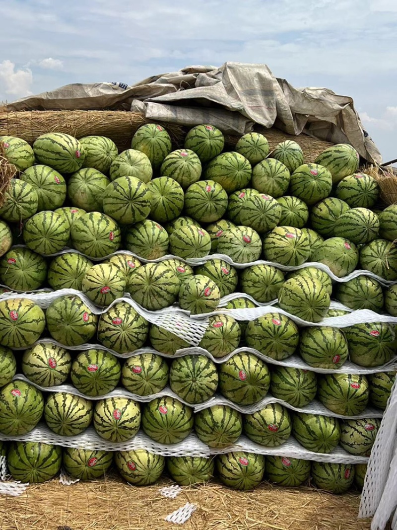 （强烈推荐）宁夏中卫石头瓜基地直发一手货源质量好