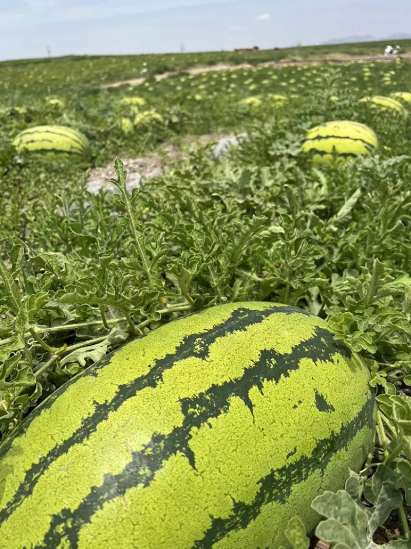 （强烈推荐）宁夏中卫石头瓜基地直发一手货源质量好