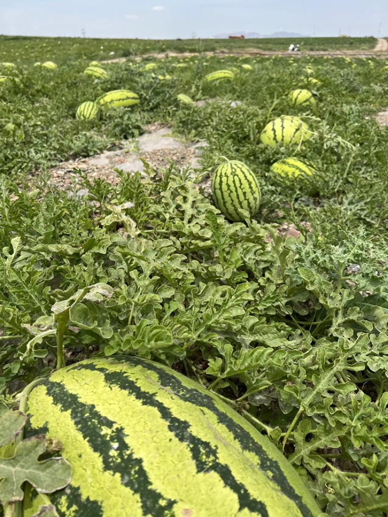 （强烈推荐）宁夏中卫石头瓜基地直发一手货源质量好