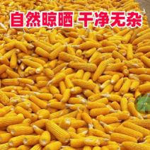 东北干玉米大量销售