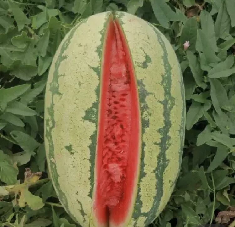 西瓜切开泛黄现象