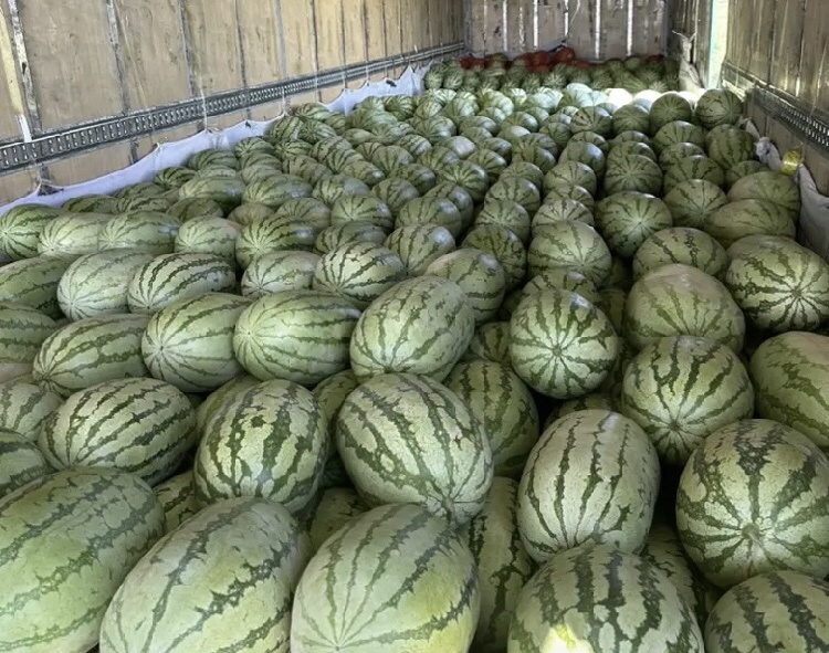 三倍体无籽西瓜在超市货架上销售的场景