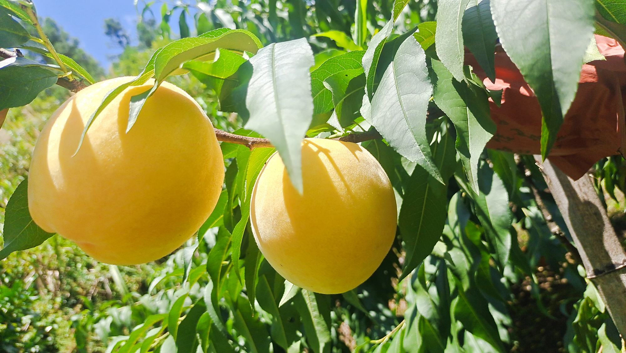 炎陵黄桃采摘节现场