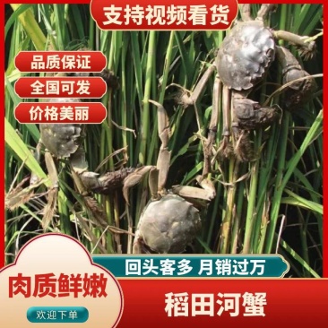盘锦河蟹，产地直发各种规格，大量批发一手货源直供餐饮电商