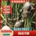 盘锦河蟹，产地直发各种规格，大量批发一手货源直供餐饮电商