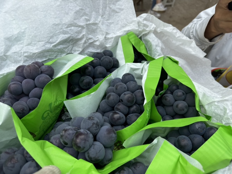 精品优质京亚葡萄河北邯郸京亚葡萄产地直销