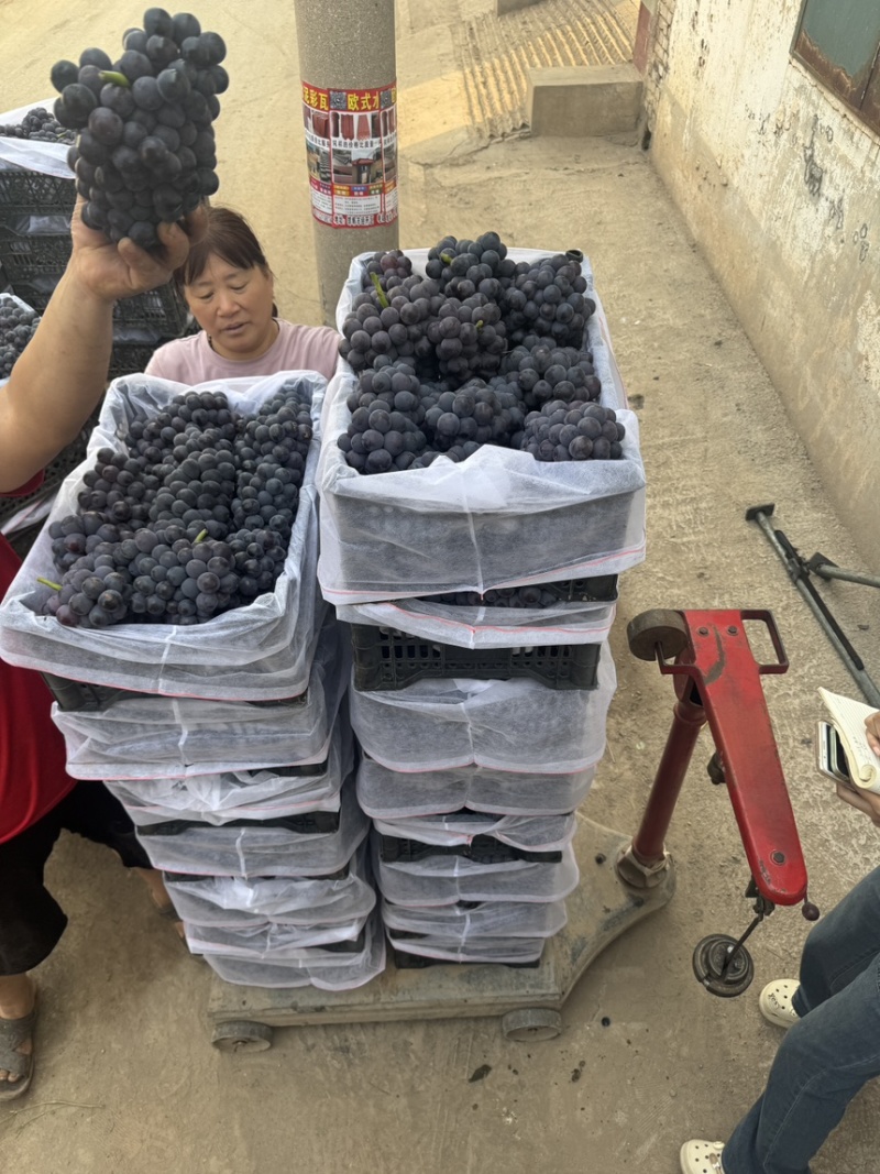 精品优质京亚葡萄河北邯郸京亚葡萄产地直销
