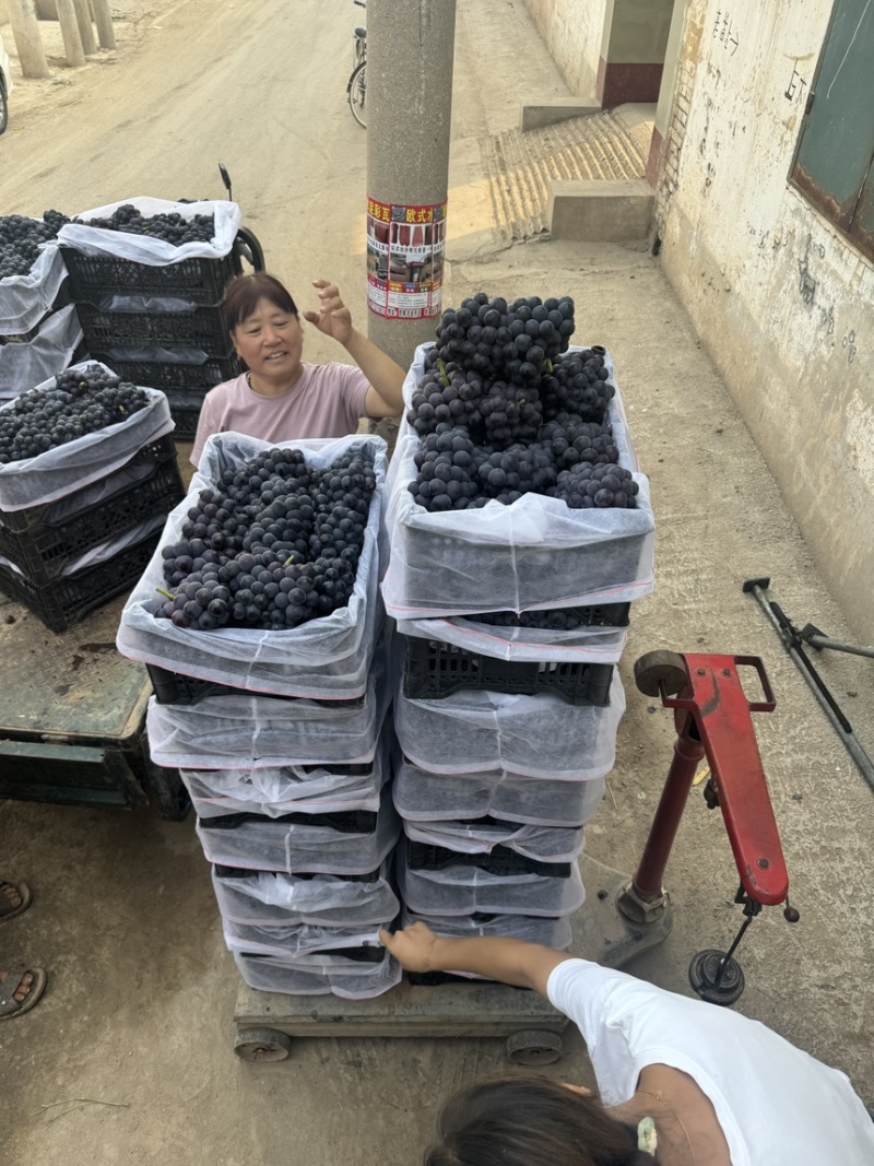 精品优质京亚葡萄河北邯郸京亚葡萄产地直销