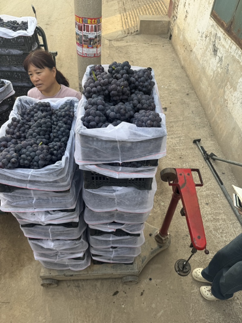 精品优质京亚葡萄河北邯郸京亚葡萄产地直销