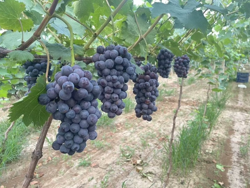 夏黑葡萄，葡萄种植基地，河北产地京亚葡萄，