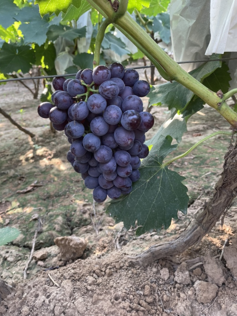 夏黑葡萄，葡萄种植基地，河北产地京亚葡萄，