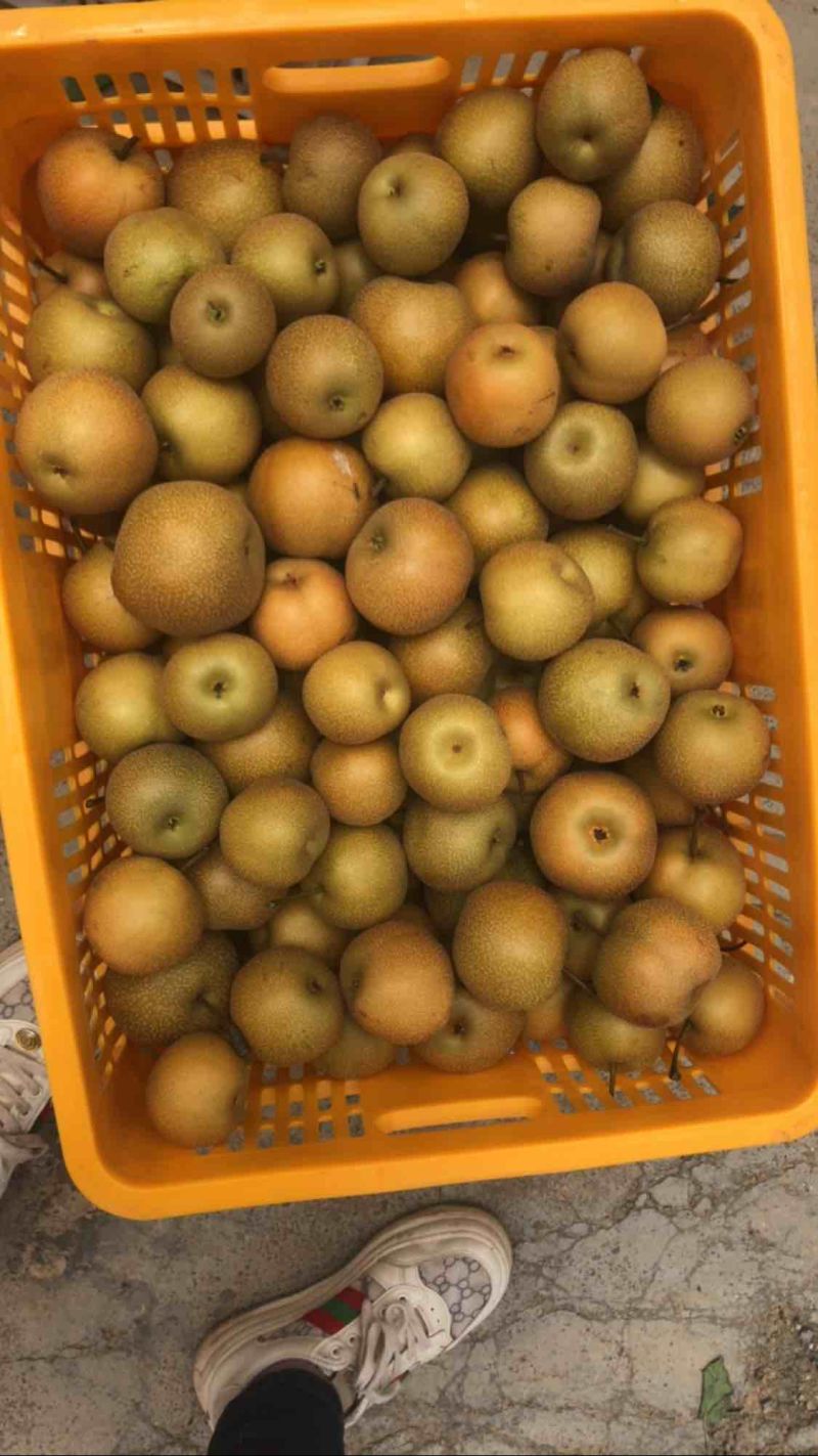 丰水梨