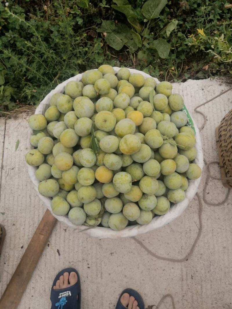 李子，青脆李，脱骨李