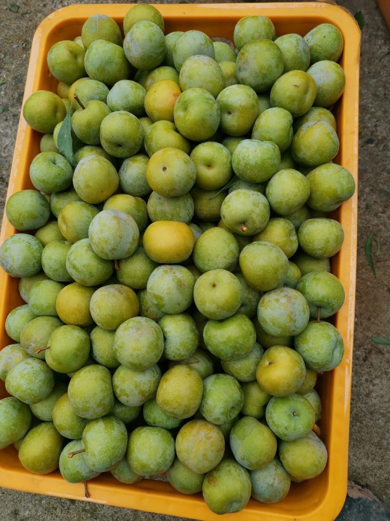 李子，青脆李，脱骨李